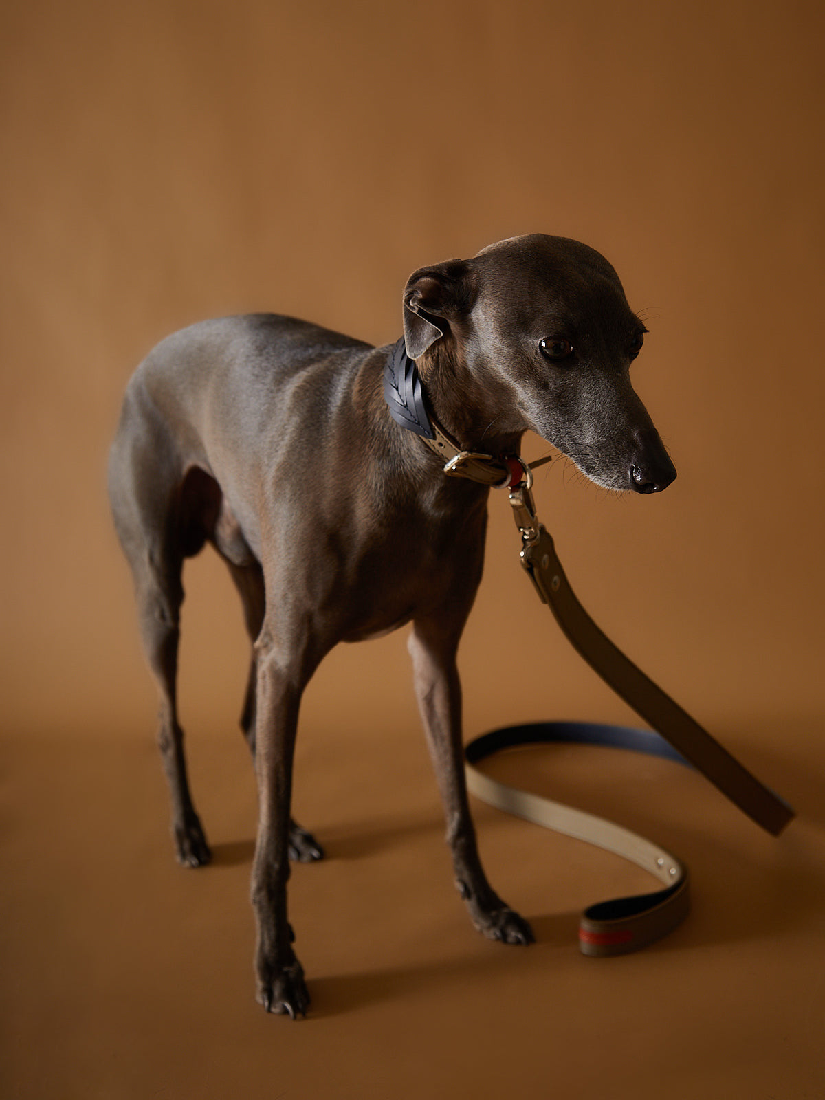 Set Collar y Correa en Cuero SOLEIL