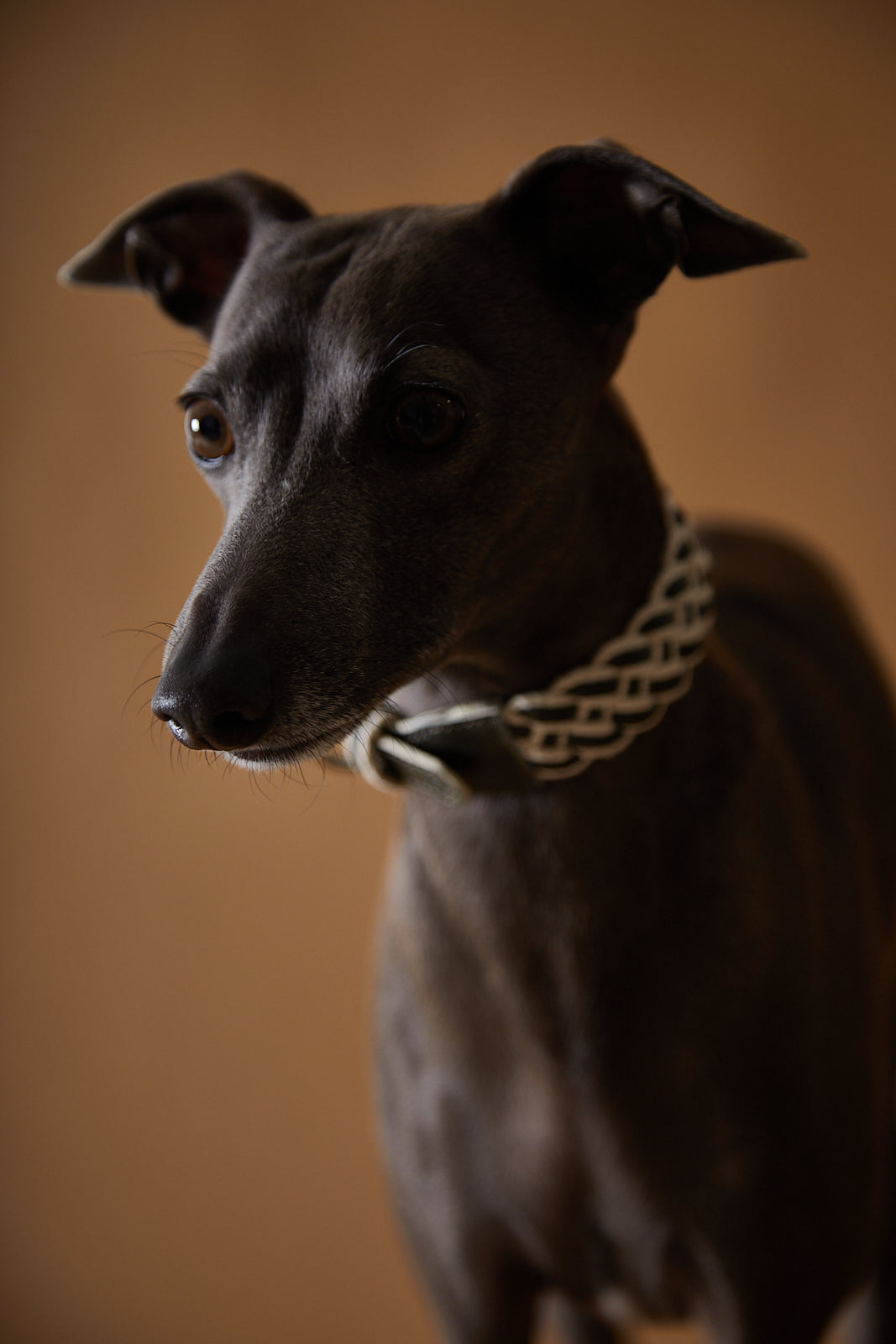 Set Collar y Correa en Cuero ÉTOILE