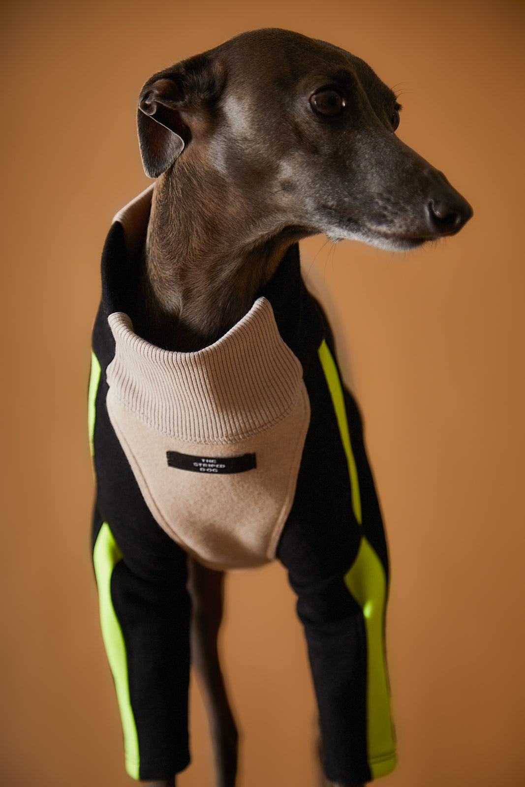 Sueter Cuello Tortuga Galgo Italiano / Whippet BELLE