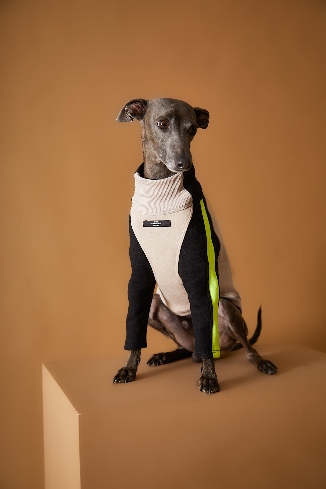 Sueter Cuello Tortuga Galgo Italiano / Whippet BELLE