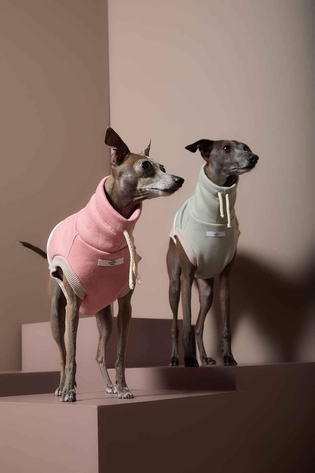 Chaleco Cuello Tortuga Tricolor Galgo Italiano / Whippet SHEAR