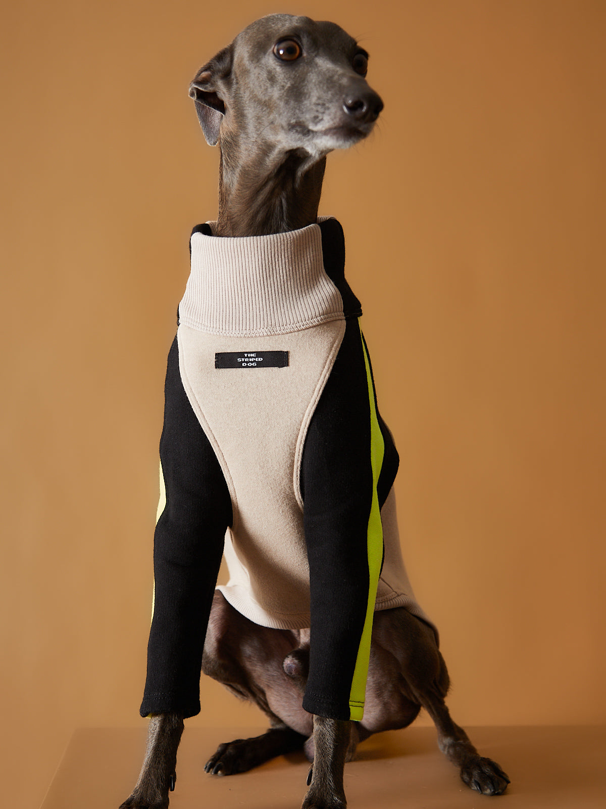 Sueter Cuello Tortuga Galgo Italiano / Whippet BELLE