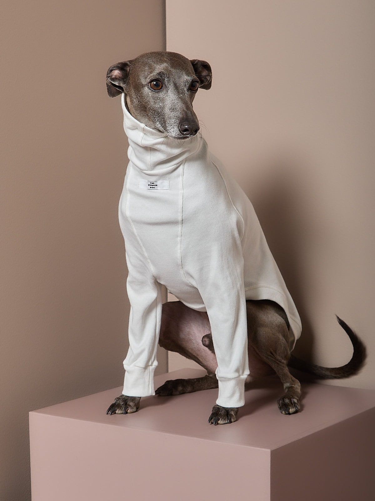 Sueter Crema Cuello Tortuga Galgo Italiano / Whippet COVE