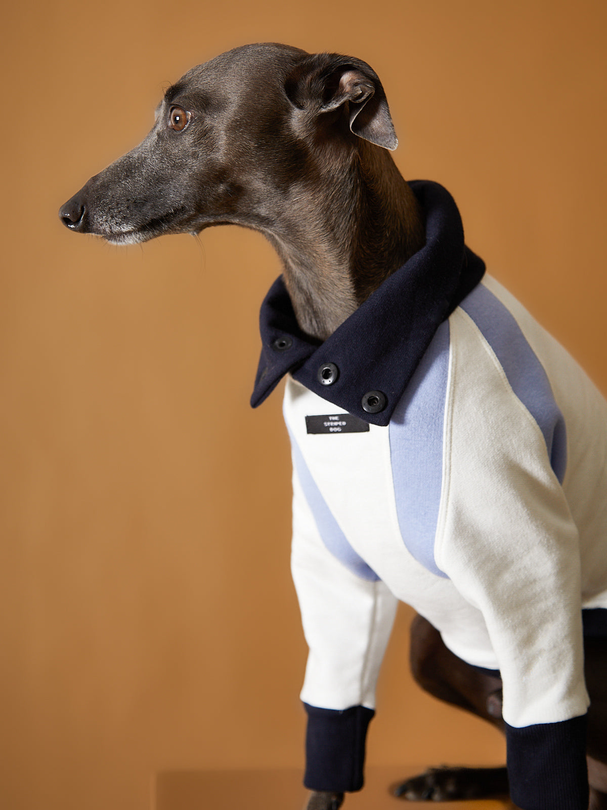 Sueter Tricolor Cuello Tortuga Galgo Italiano / Whippet EMILY