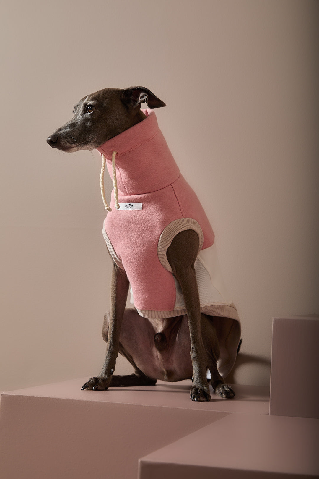 Chaleco Cuello Tortuga Tricolor Galgo Italiano / Whippet SHEAR