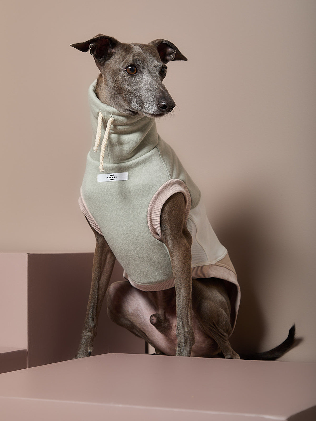 Chaleco Cuello Tortuga Tricolor Galgo Italiano / Whippet SHEAR