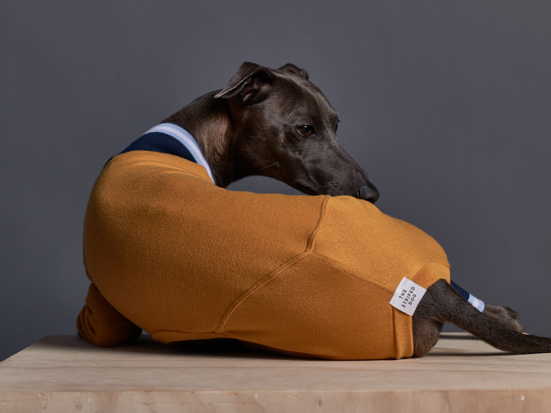 Enterizo Cuello Tortuga Manga Larga - Galgo Italiano / Whippet WARNER