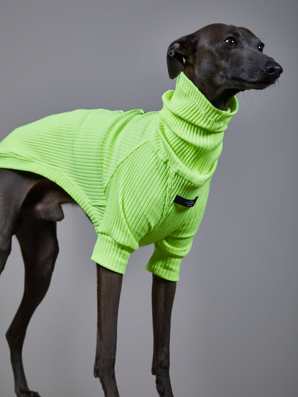 Sueter Verde Neon Cuello Tortuga en Rib - Galgo Italiano / Whippet NEON