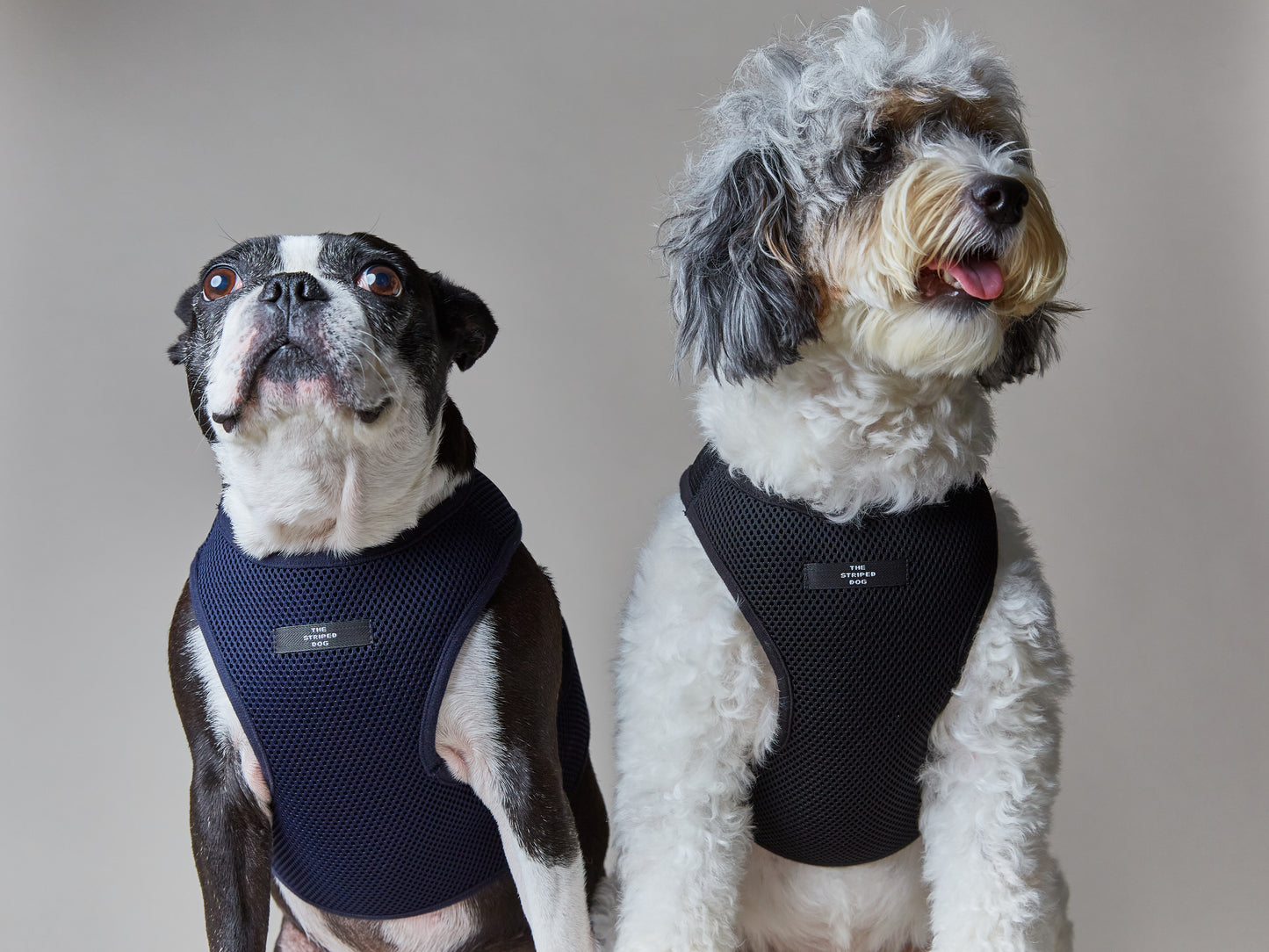 Arnes Neopreno LOXFORD