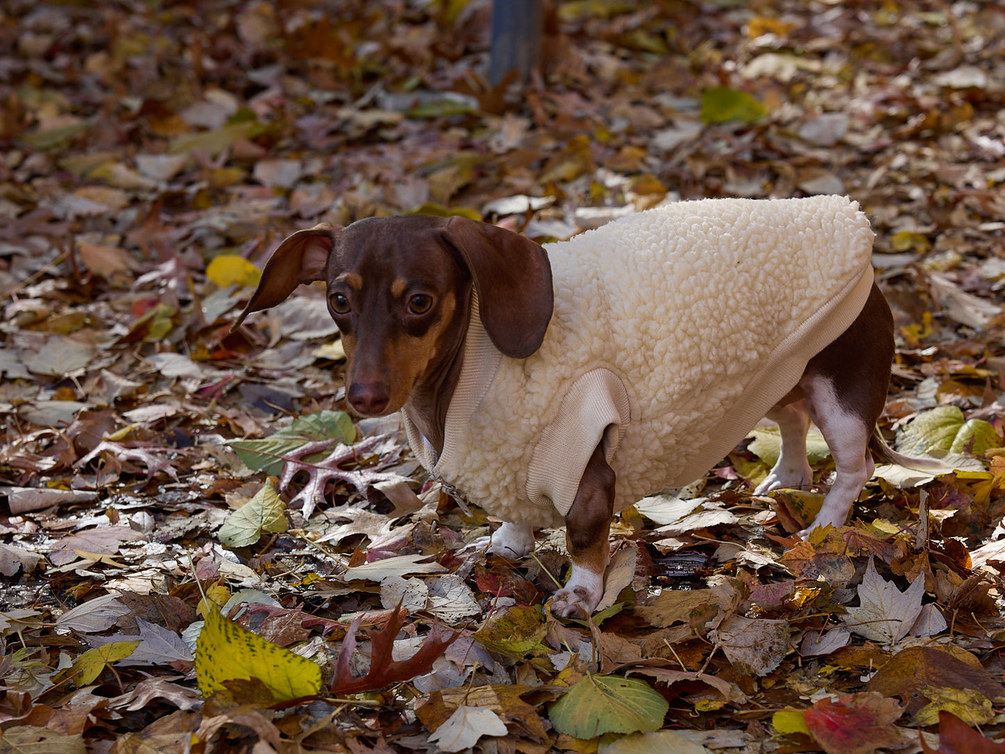 Chaqueta Gris en Espina de Pescado TWILL