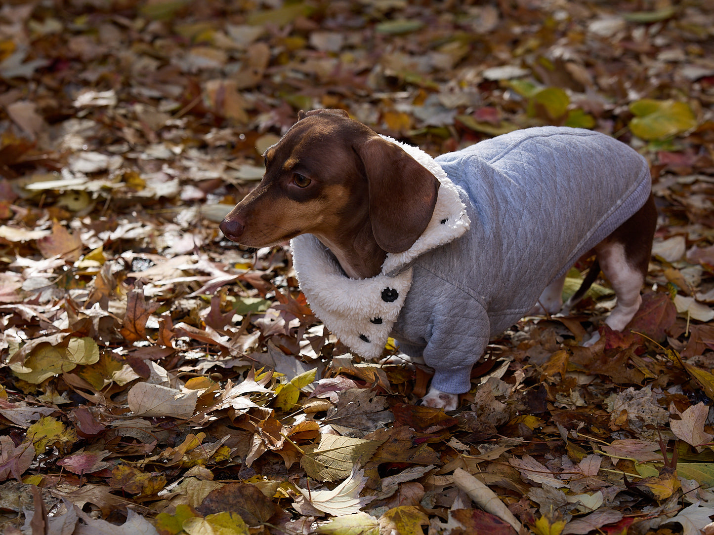Chaqueta Gris en Espina de Pescado TWILL
