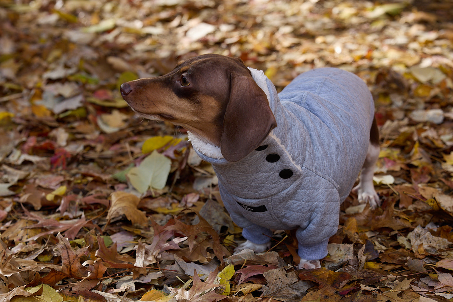 Chaqueta Gris en Espina de Pescado TWILL