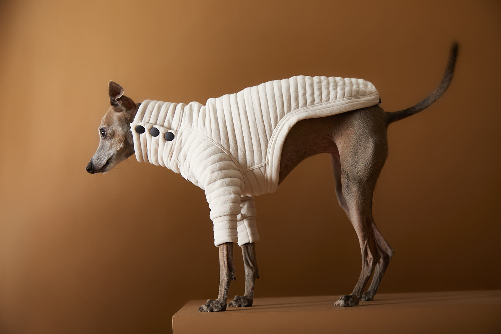 Sueter elegante ara Galgo Italiano y Whippet