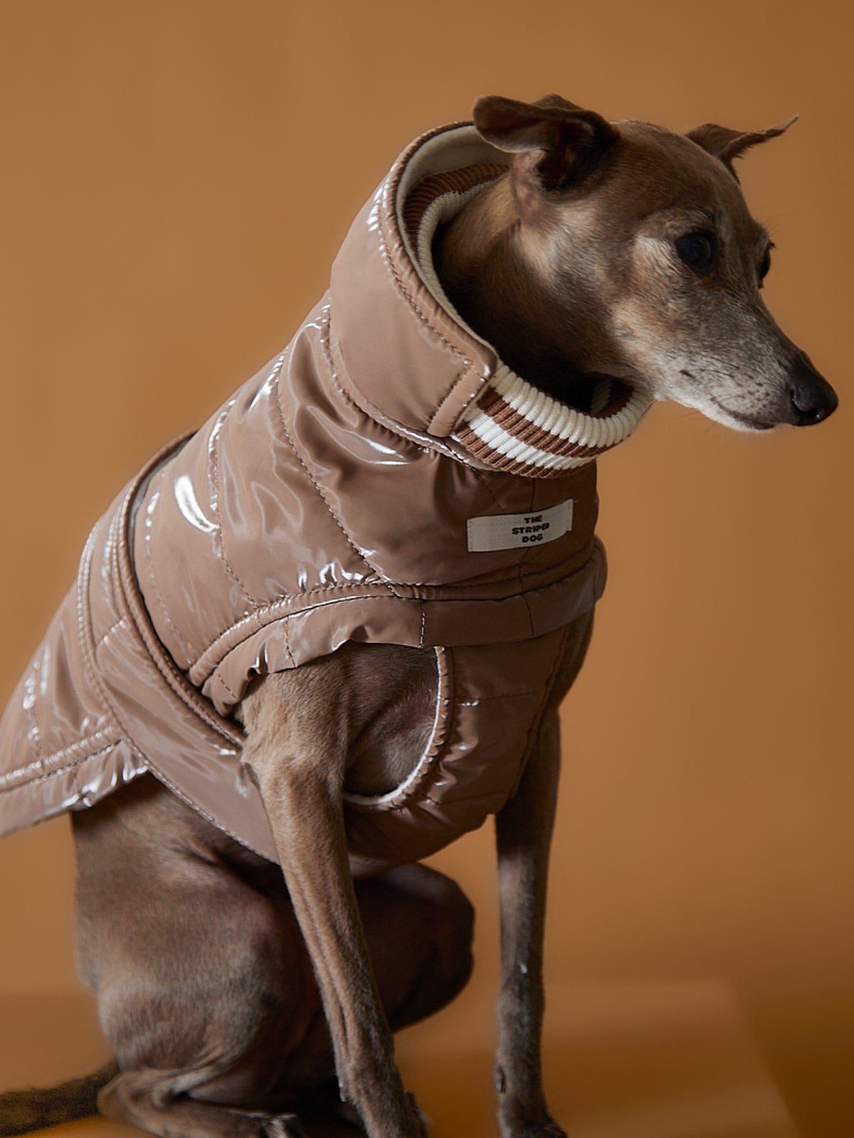 Chaqueta ARENA Impermeable Cuello Tortuga Galgo Italiano / Whippet RUE