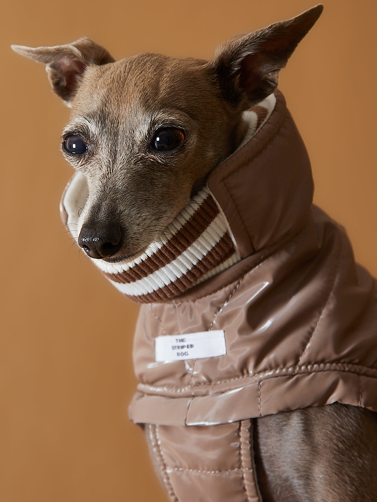 Chaqueta ARENA Impermeable Cuello Tortuga Galgo Italiano / Whippet RUE