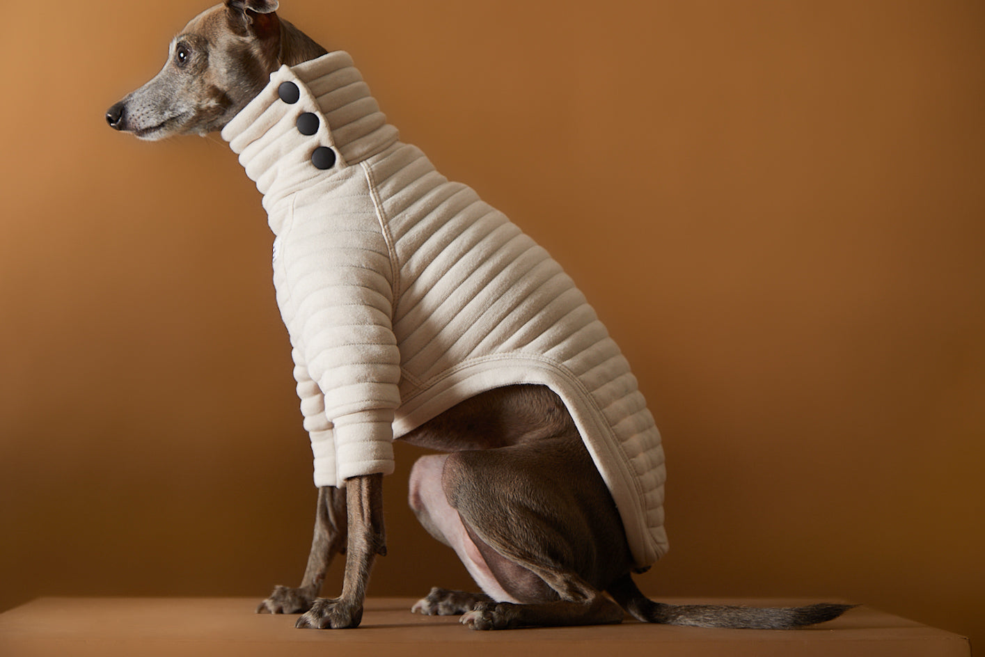 Sueter elegante para Galgo Italiano y Whippet