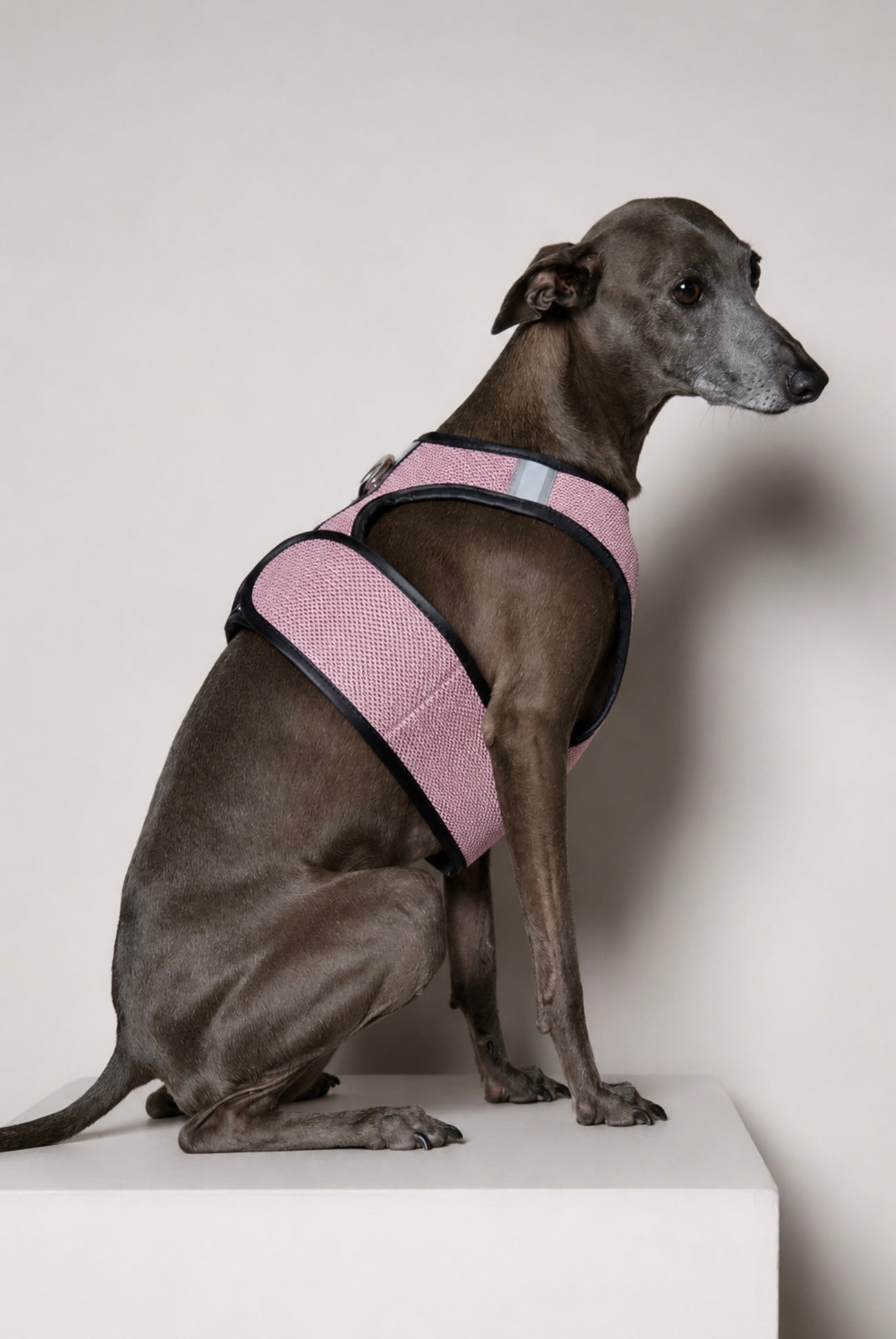 Arnes de Malla Rosado COBBLESTONE para Galgo Italiano / Whippet