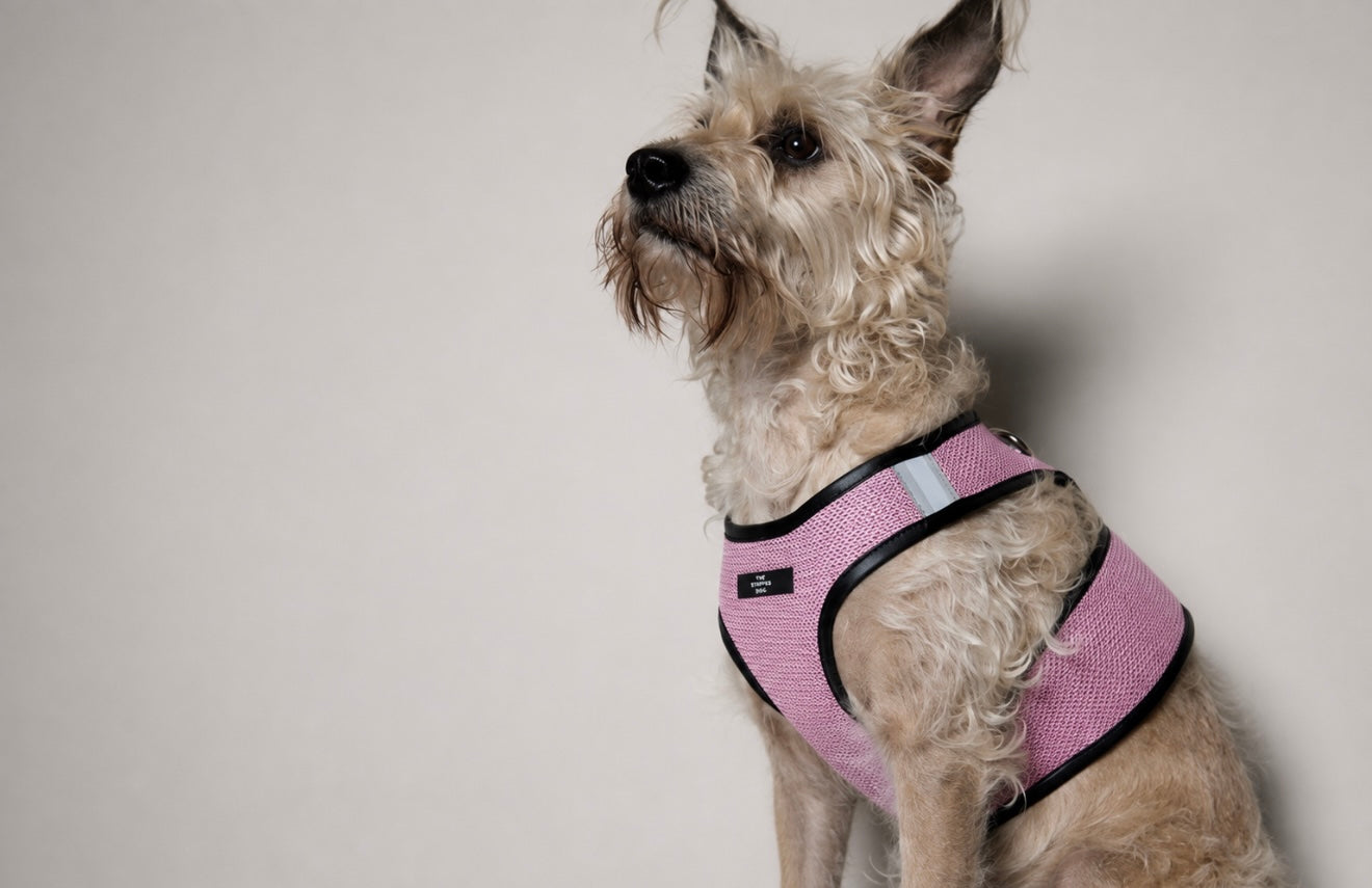 Arnes de Malla Rosado COBBLESTONE para Perro Standard