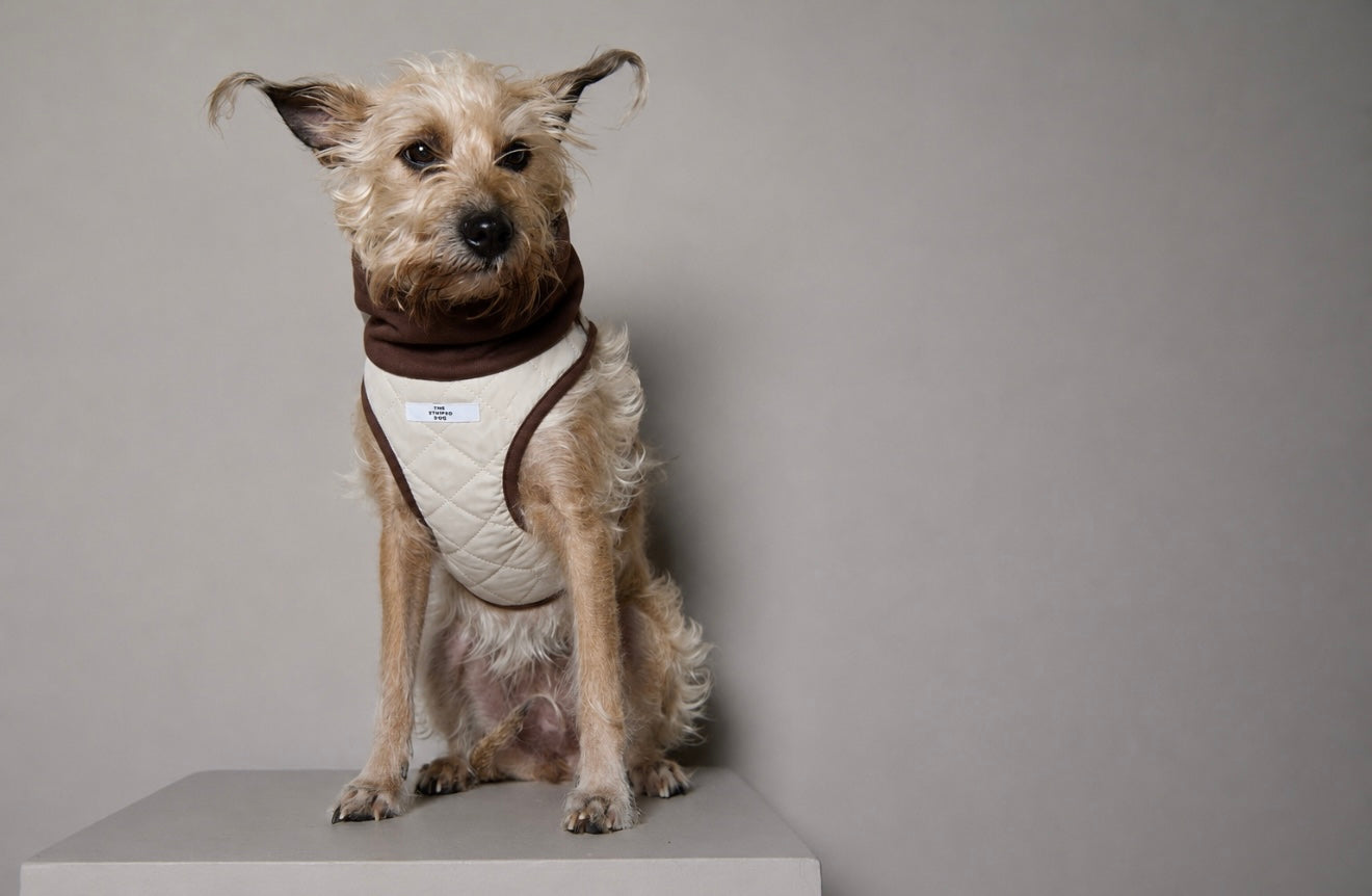 Arnes Cuello Tortuga Beige GADE para Perro Standard
