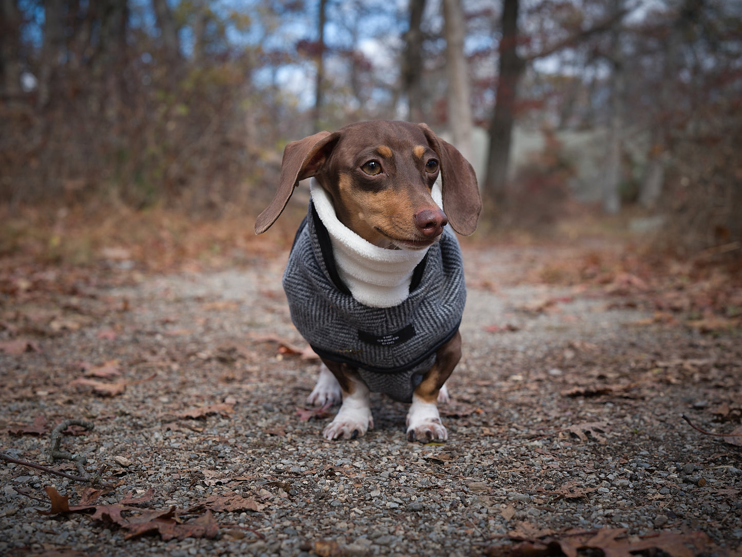 Chaqueta Gris en Espina de Pescado TWILL