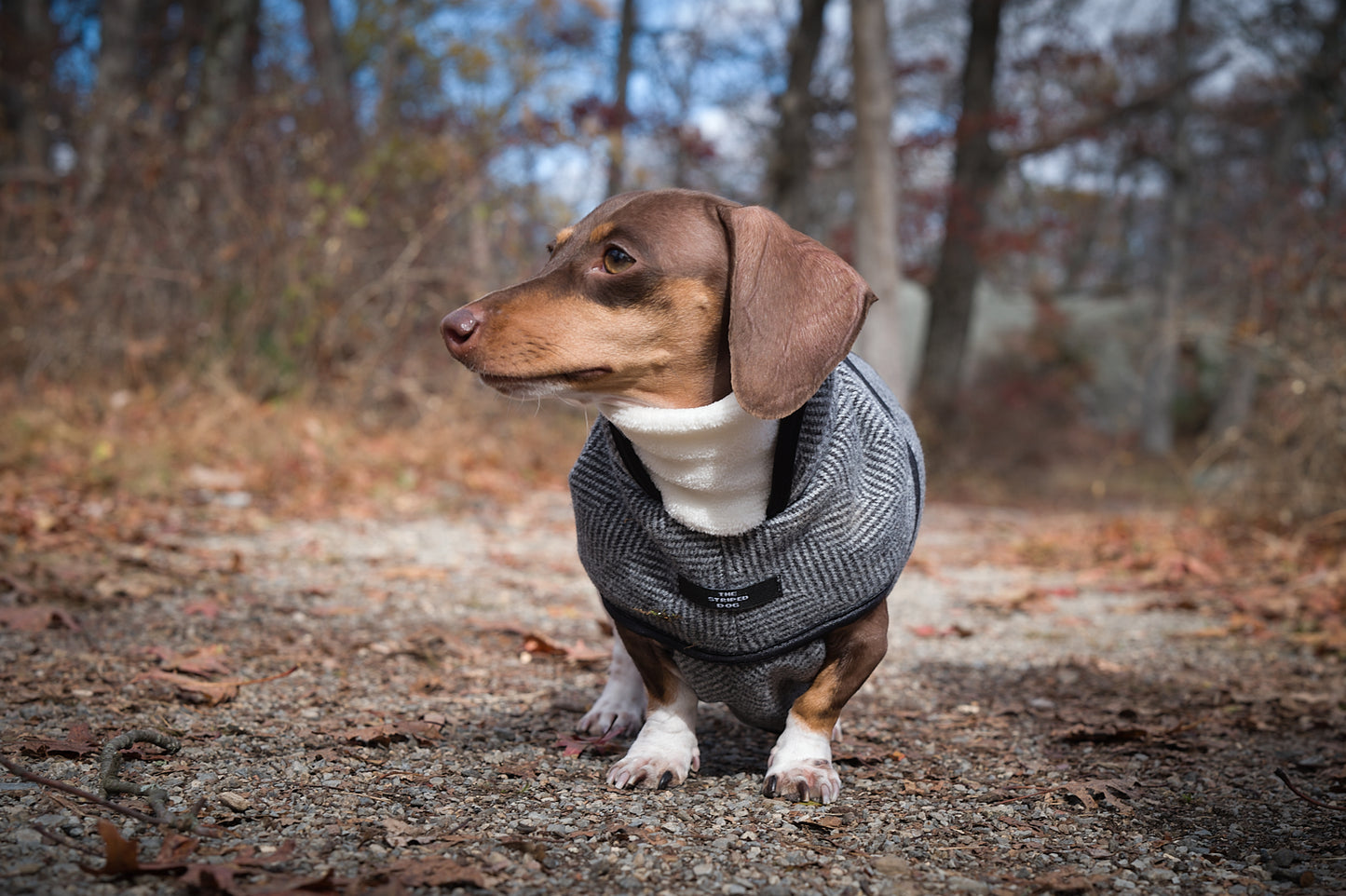 Chaqueta Gris en Espina de Pescado TWILL