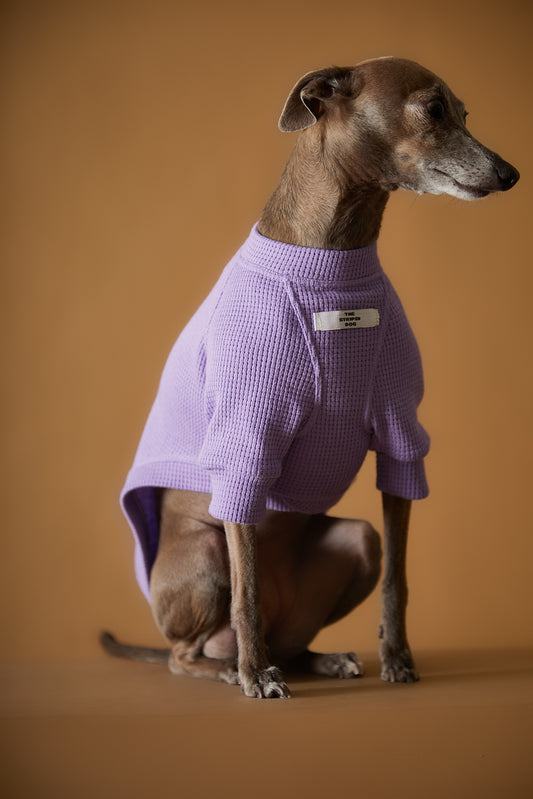 Camiseta Lila Galgo Italiano / Whippet BALZAC