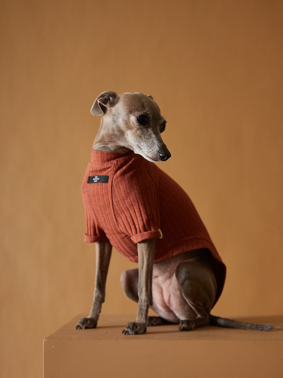 Camiseta Terracota Galgo Italiano / Whippet CLAIRE