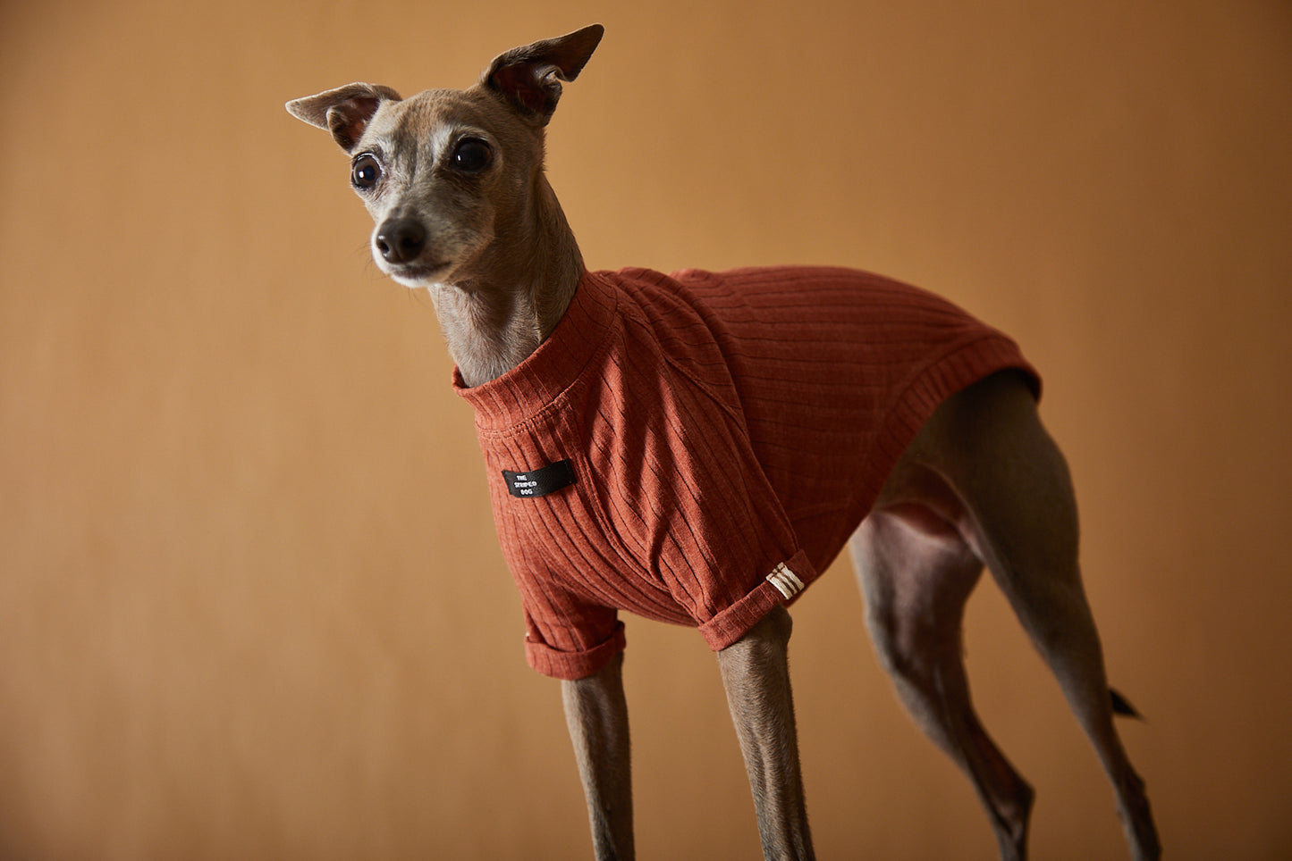 Camiseta Terracota Galgo Italiano / Whippet CLAIRE