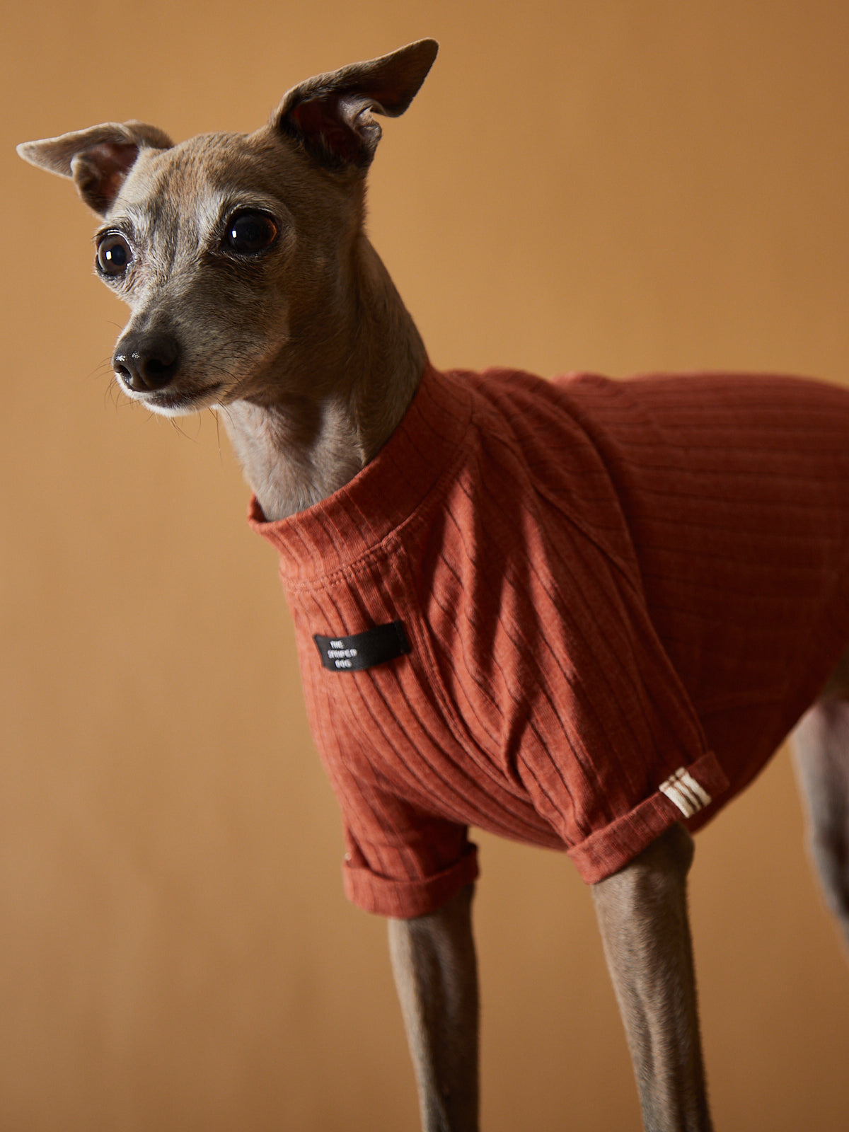 Camiseta Terracota Galgo Italiano / Whippet CLAIRE