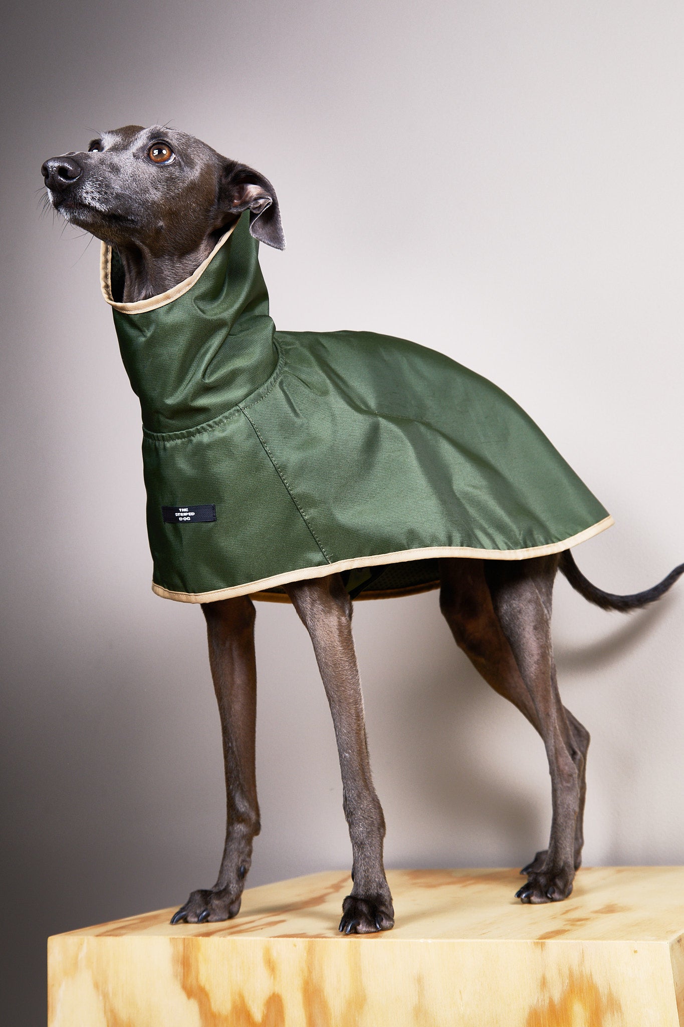 Capa Verde Impermeable con Capucha PARAMOUNT Galgo Italiano / Whippet