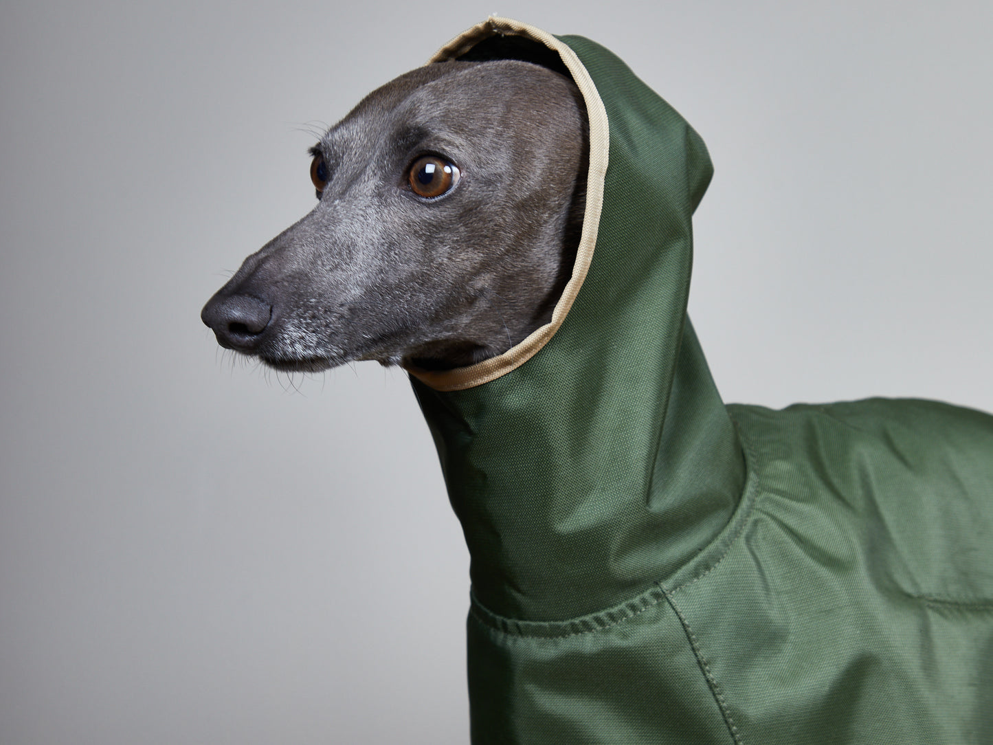 Capa Verde Impermeable con Capucha PARAMOUNT Galgo Italiano / Whippet