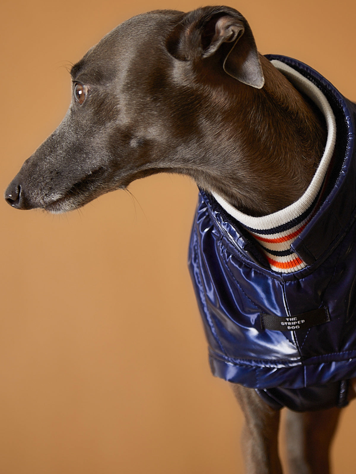 Chaqueta Azul Impermeable Cuello Tortuga Galgo Italiano / Whippet RUE