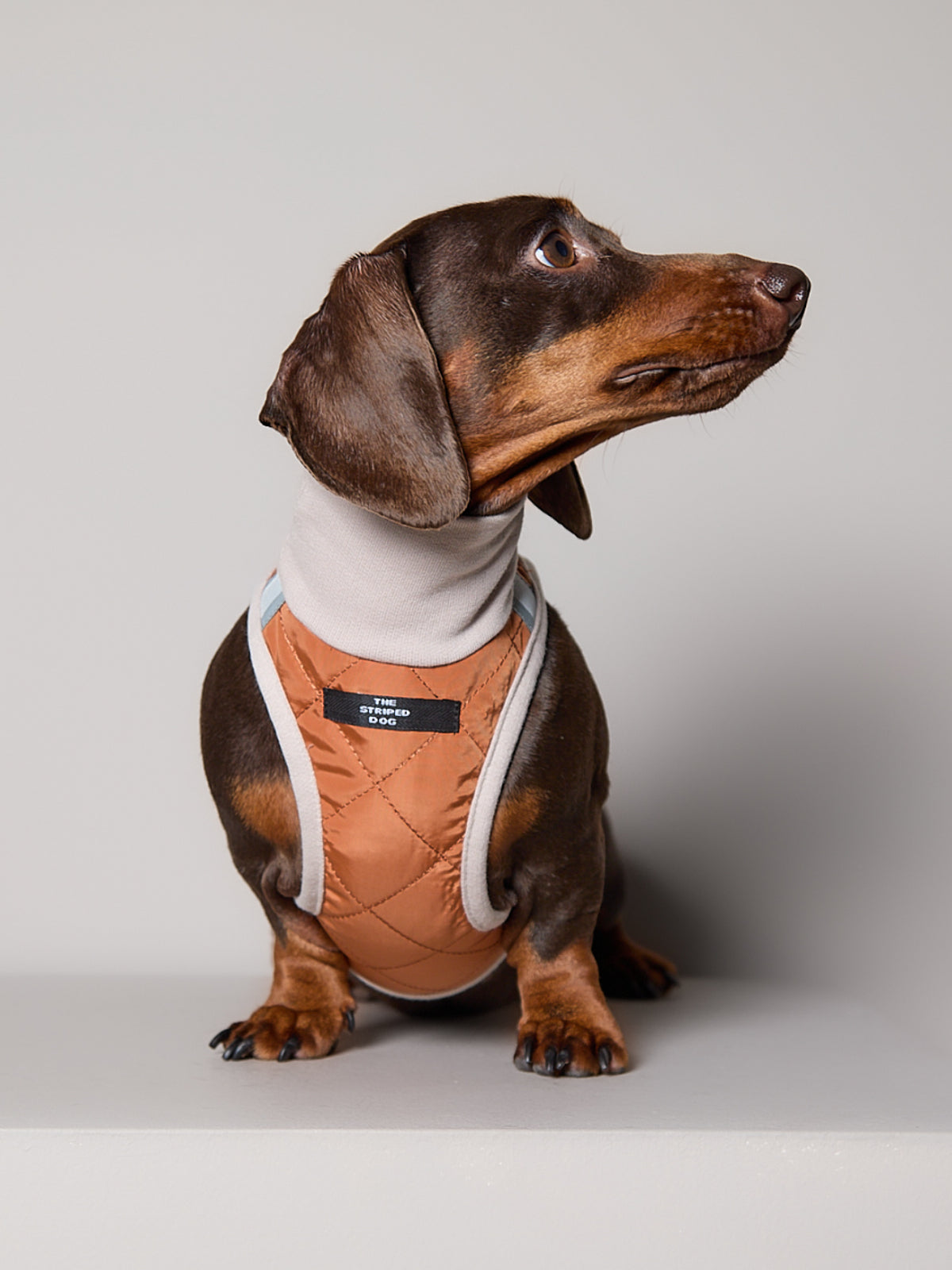Arnes Cuello Tortuga Terracota GADE para Perro Salchicha