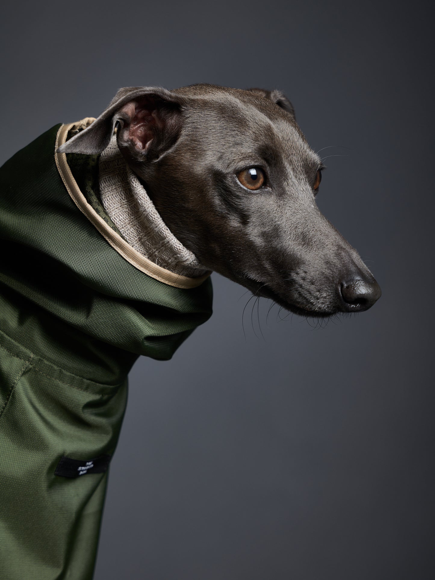 Capa Verde Impermeable con Capucha PARAMOUNT Galgo Italiano / Whippet