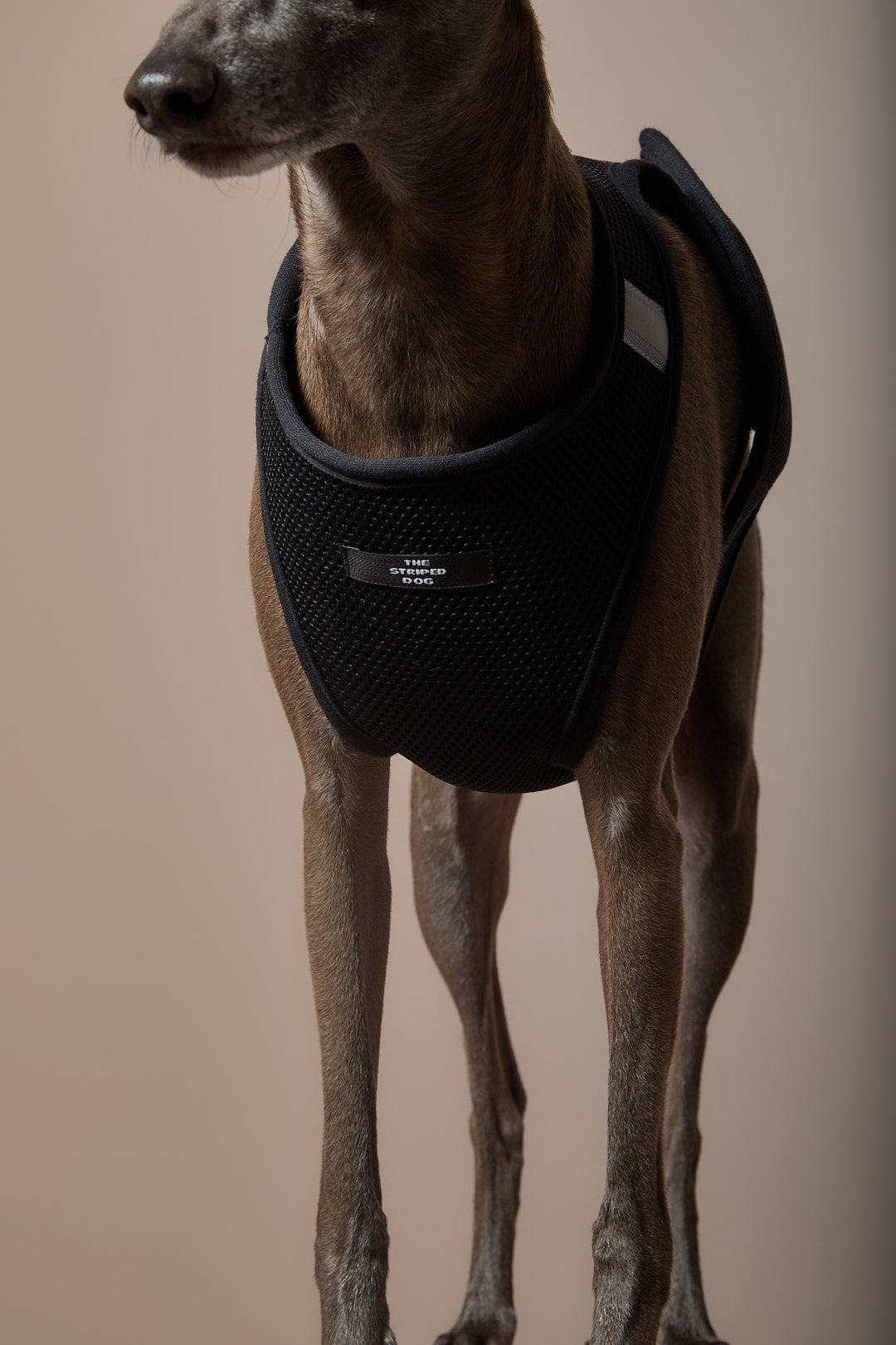 Arnes Neopreno Negro Galgo Italiano / Whippet DRIFT