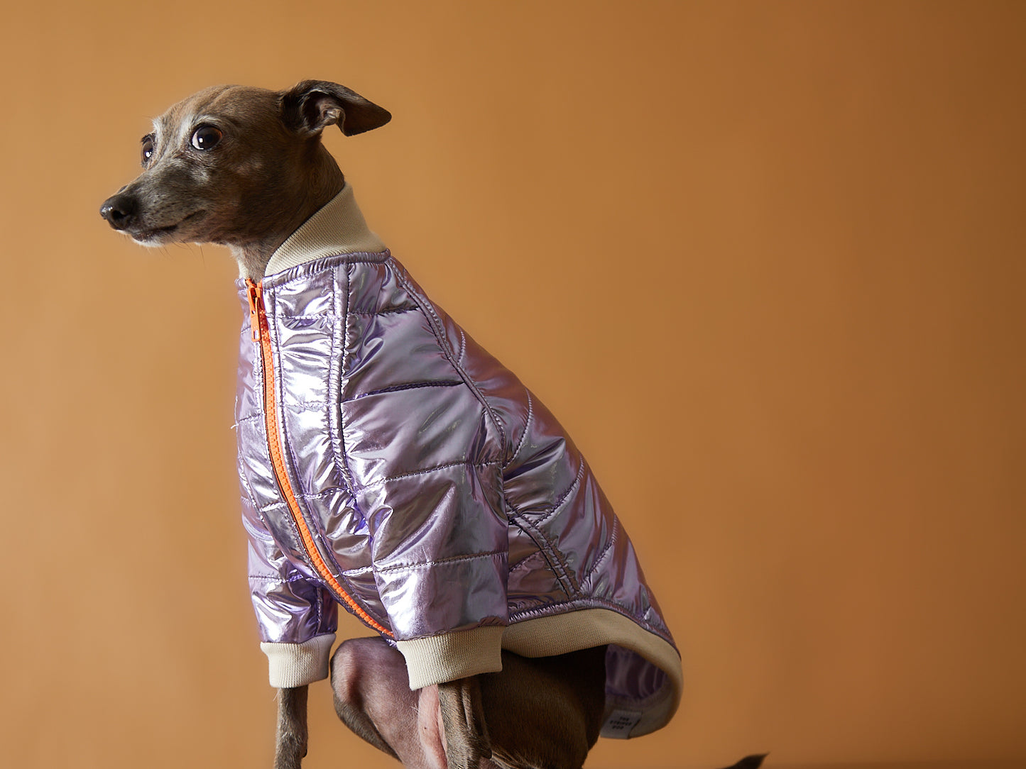 Chaqueta Metálica Lila y Cierre Galgo Italiano / Whippet OPERA