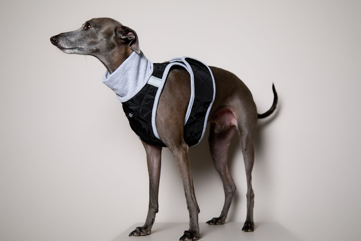 Arnes Cuello Tortuga Negro GADE para Galgo Italiano / Whippet