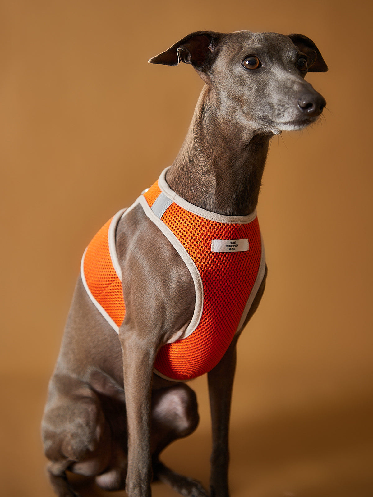 Arnes Neopreno Naranja Galgo Italiano / Whippet CLAREMONT