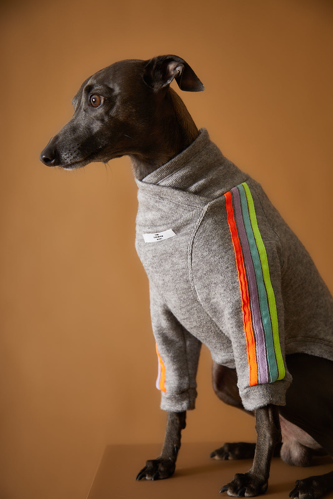 Galgo Italiano usando un sueter gris con detalles neon