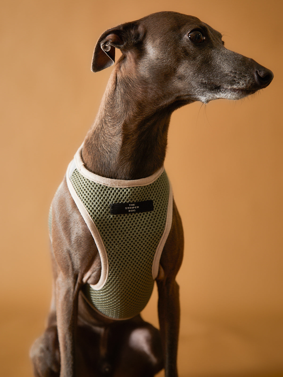 Arnes Neopreno Verde Militar Galgo Italiano / Whippet CLAREMONT