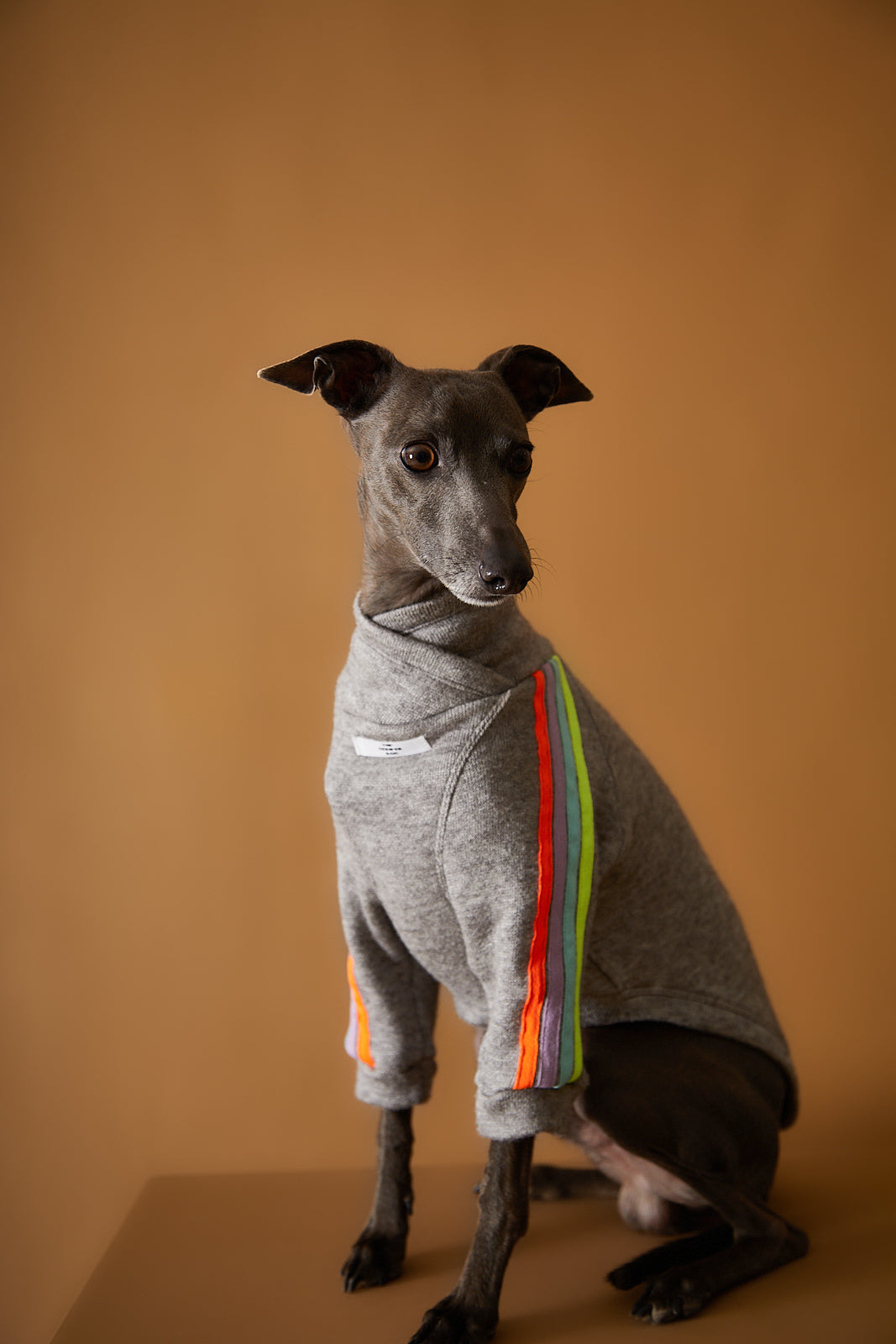 Sueter gris para galgo italiano y whippet