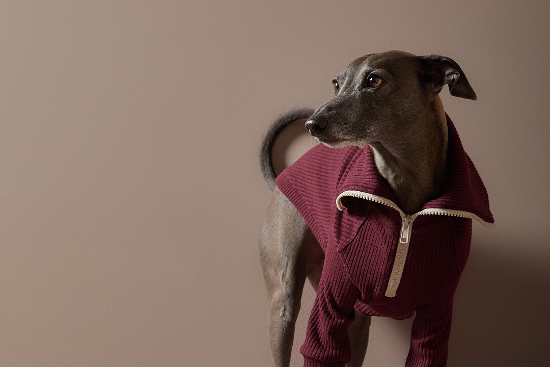 Sueter Vinotinto con Cierre Galgo Italiano / Whippet KNIT