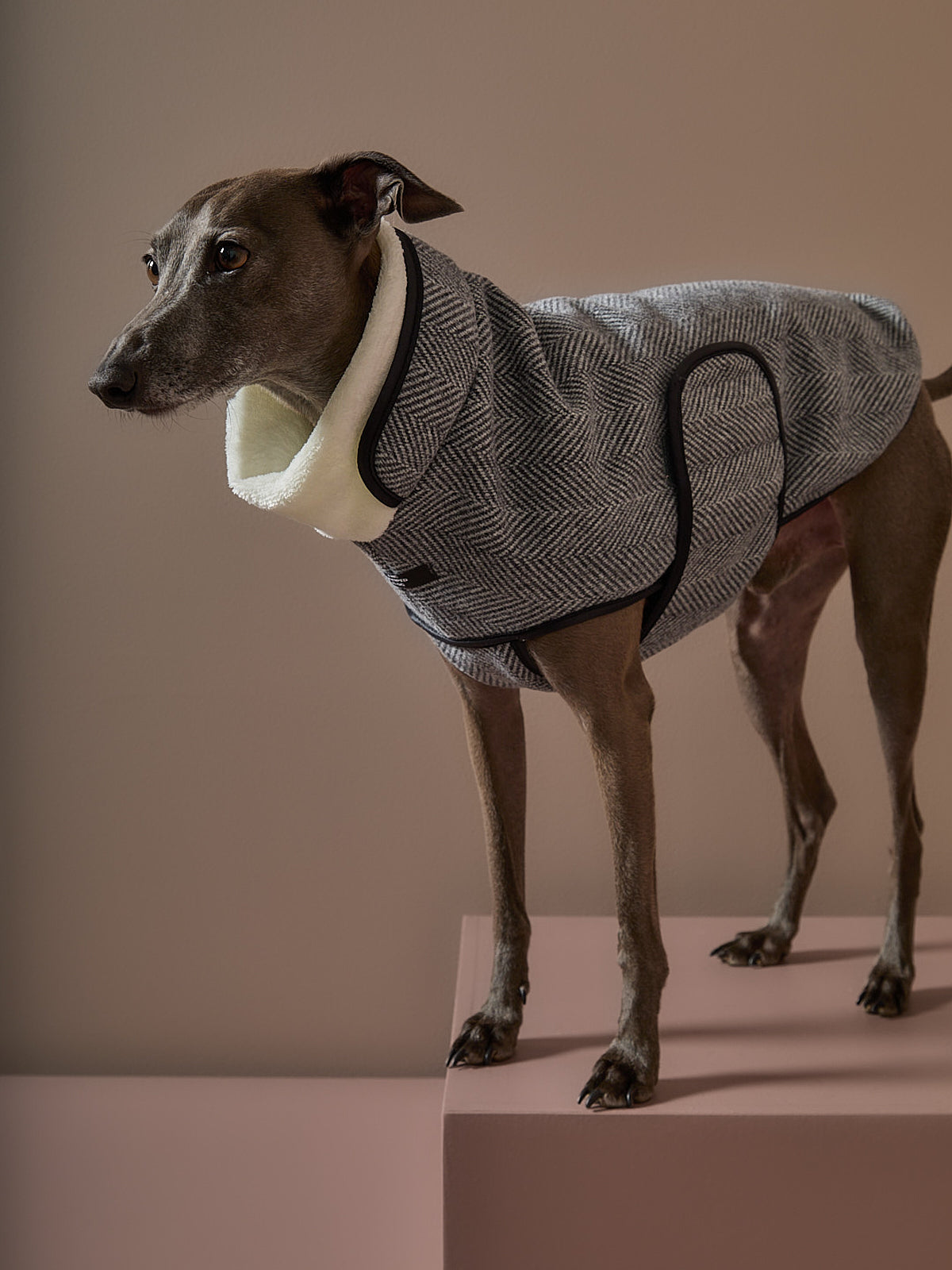 Chaqueta Gris en Espina de Pescado Galgo Italiano / Whippet TWILL