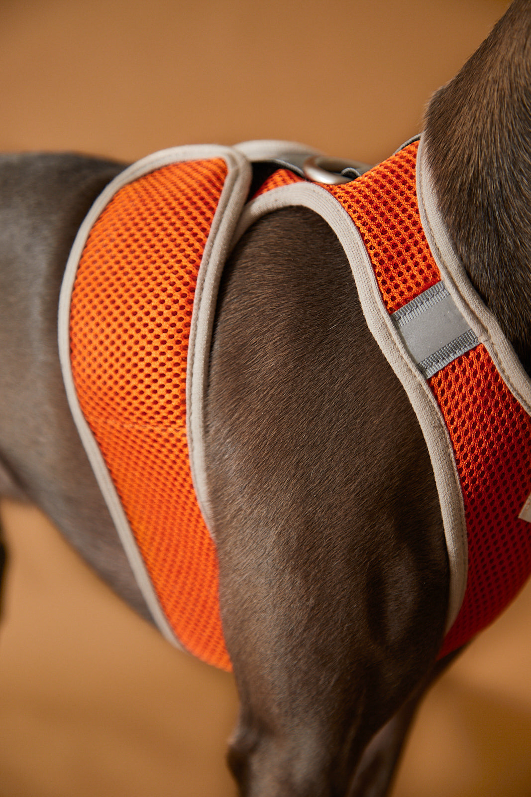 Arnes Neopreno Naranja Galgo Italiano / Whippet CLAREMONT