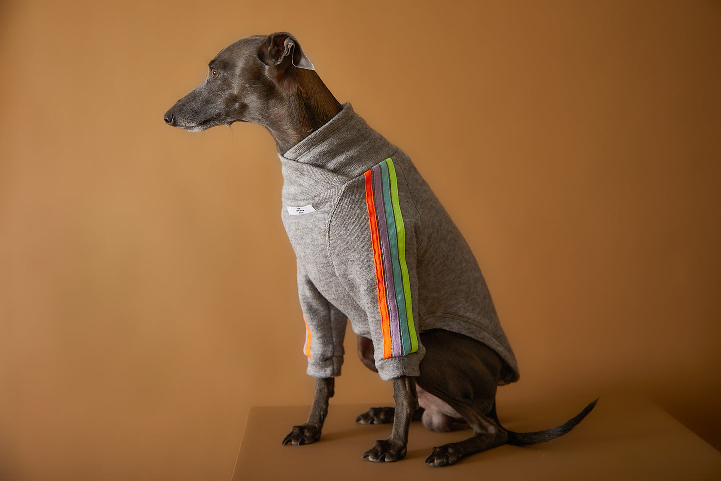 Sueter gris con colores para galgos