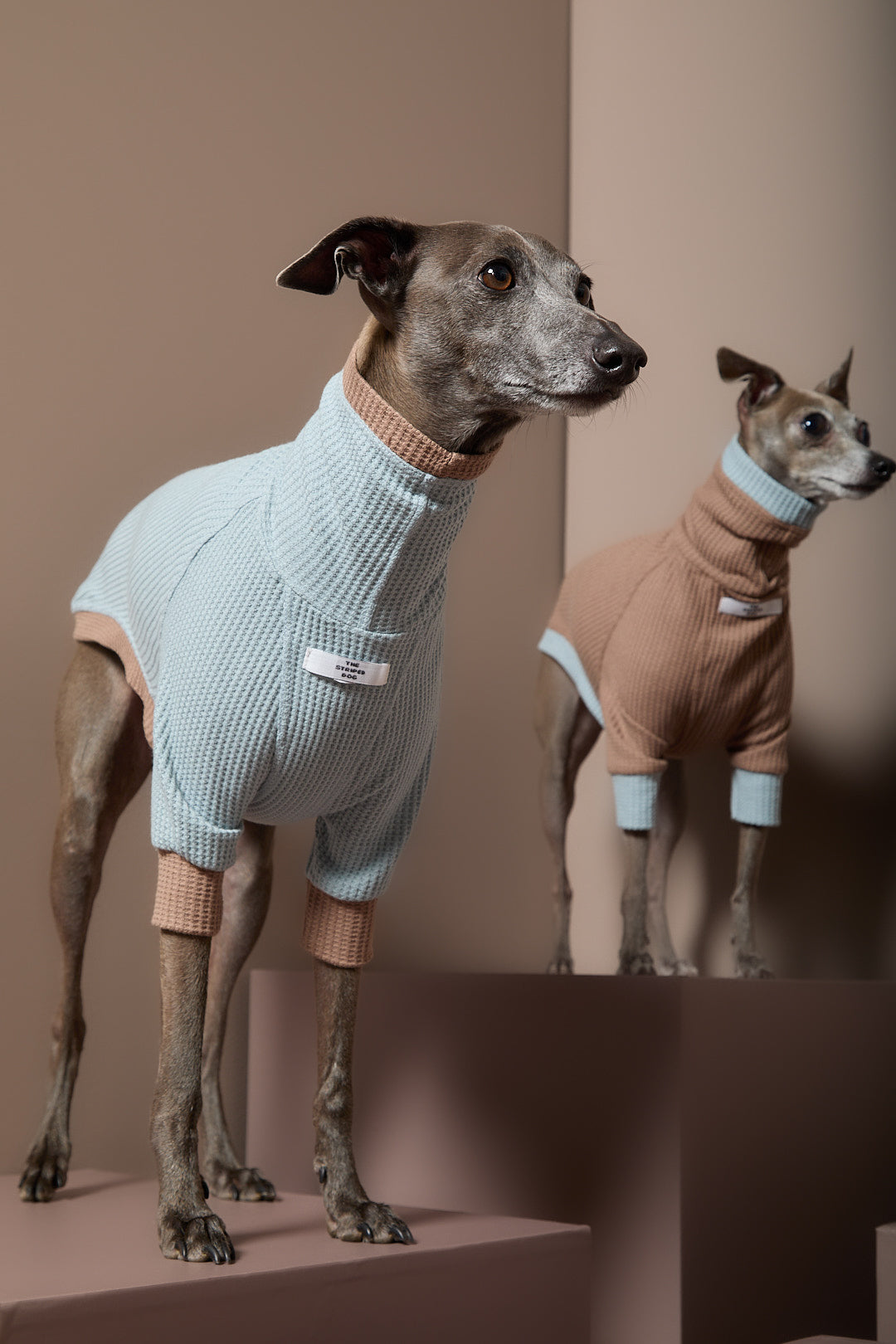 Sueter Waffle Azul GRAIN para Galgo Italiano / Whippet