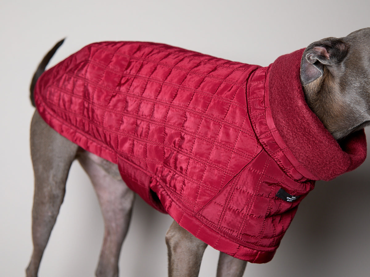 Chaqueta Acolchada Cuello Tortuga Vinotinto VELA para Galgo Italiano / Whippet