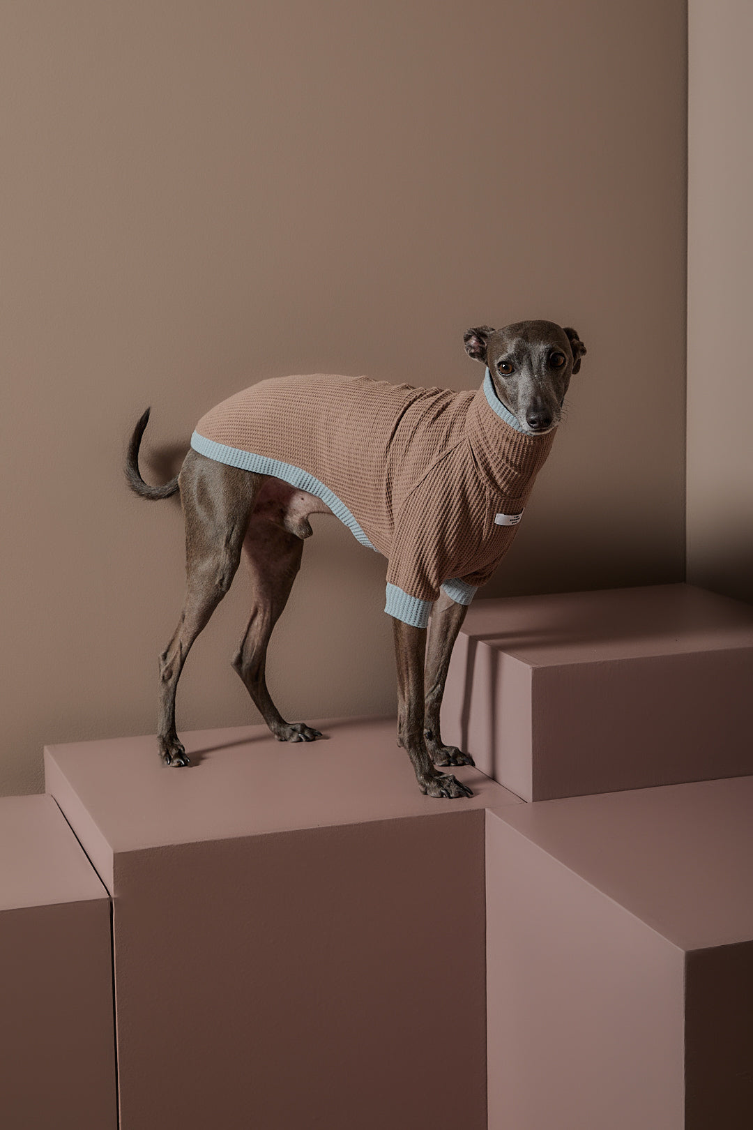 Sueter Waffle Moka GRAIN para Galgo Italiano / Whippet