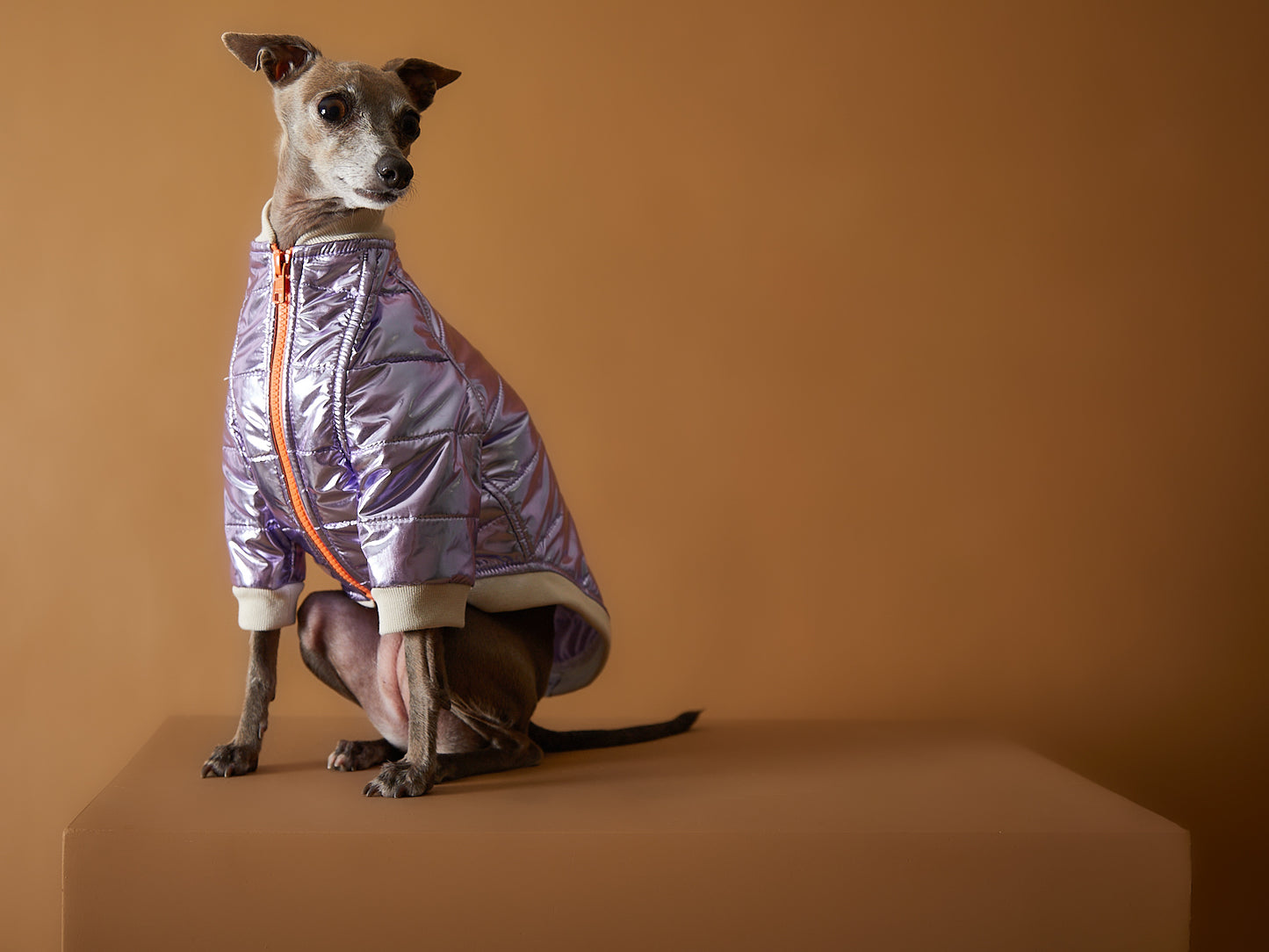 Chaqueta Metálica Lila y Cierre Galgo Italiano / Whippet OPERA