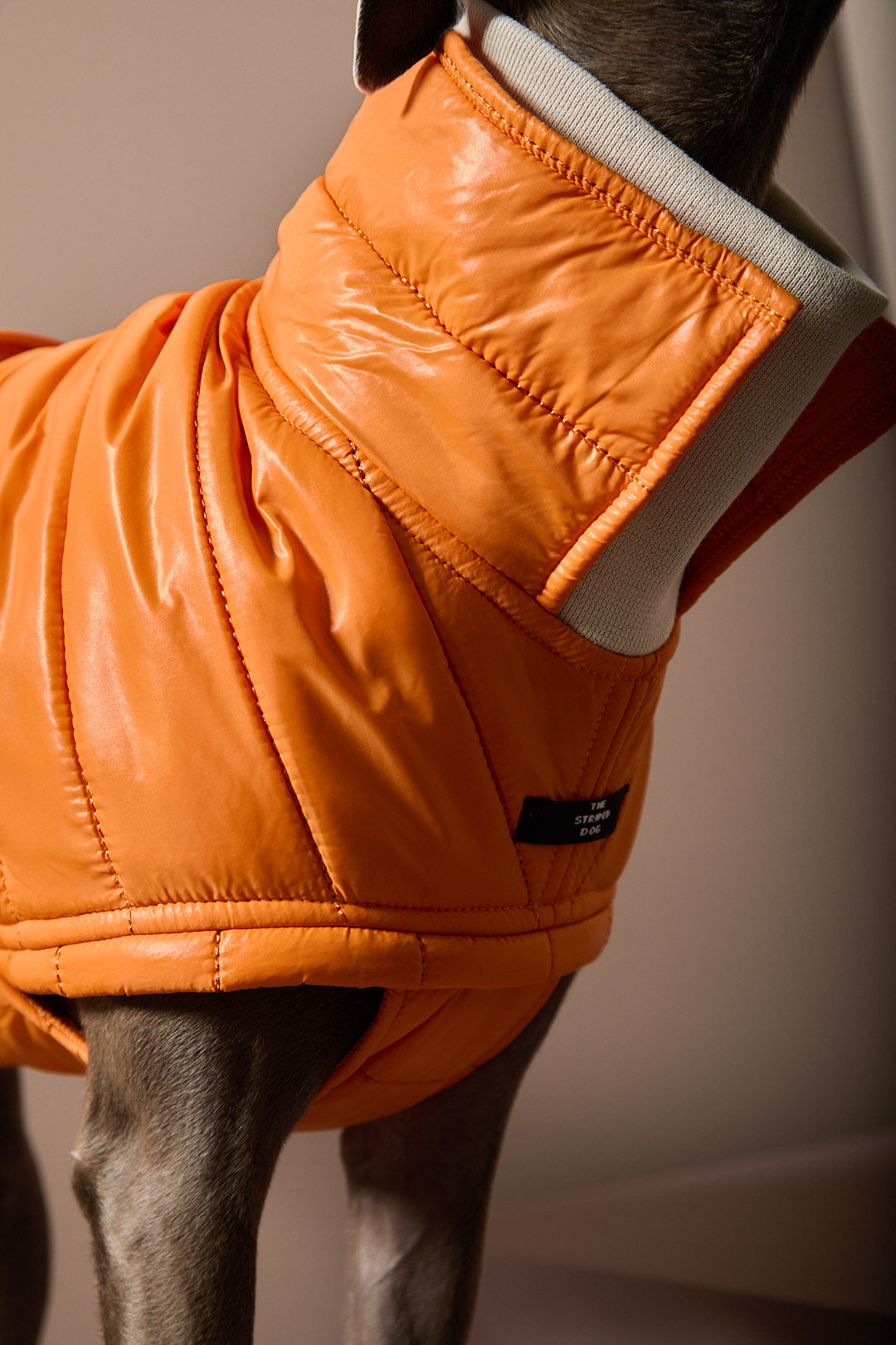 Chaqueta Naranja Acolchada EMBER para Galgo Italiano / Whippet